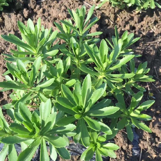鄱阳县救心菜苗 救心菜种苗