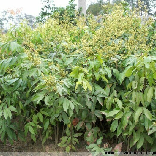 灵山县无核荔枝苗 