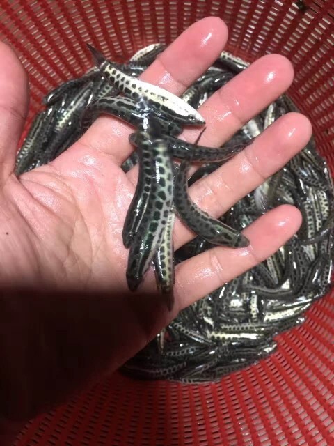 黑鱼苗