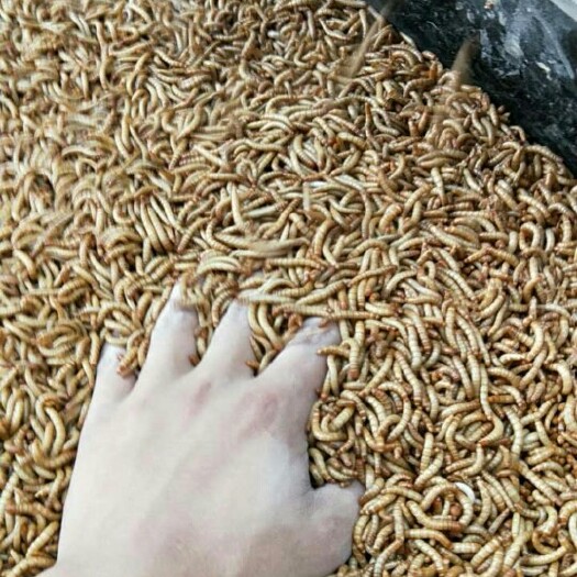 洛阳黄粉虫
