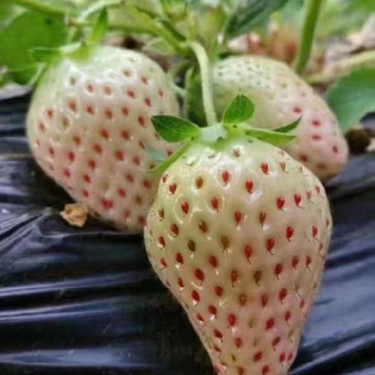 泰安小白草莓苗 地栽苗 10~20公分