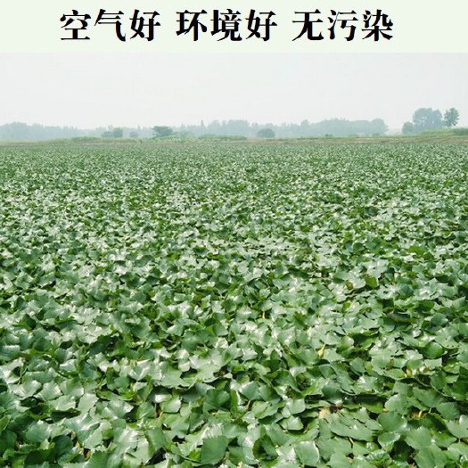 浠水县大青菱 家菱
