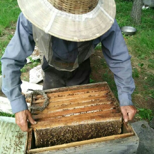 五常市椴树蜜 塑料瓶装  2年以上 