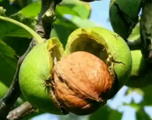 泰安香玲核桃