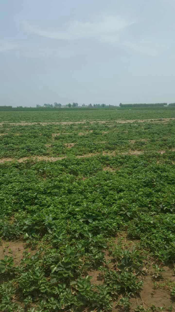 泰安宁玉草莓苗 地栽苗 10~20公分