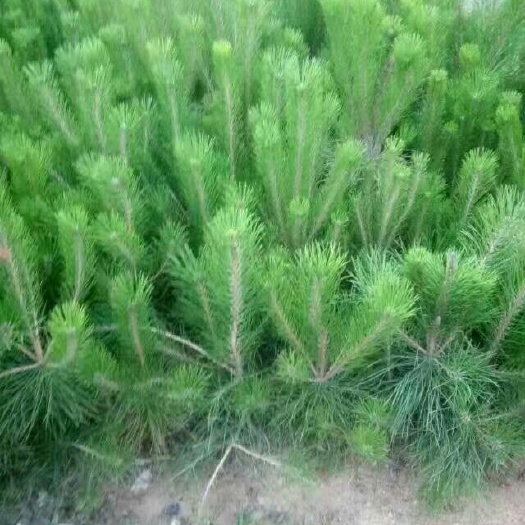 直生龙柏
