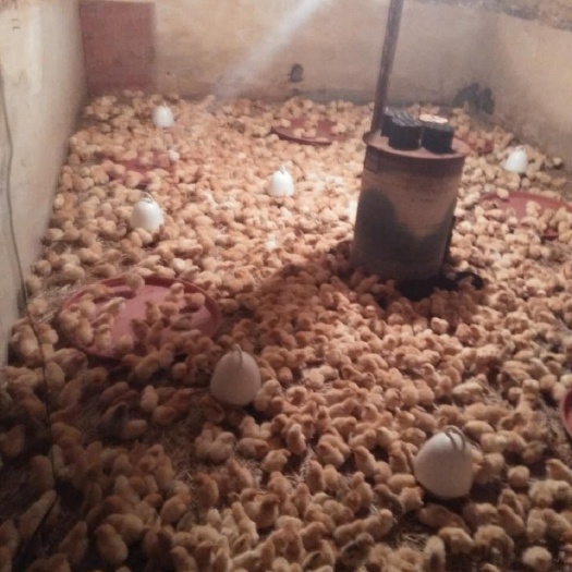 衡南县湘黄土鸡苗  衡阳土鸡。