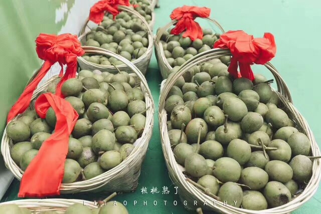 宁南县大优一号