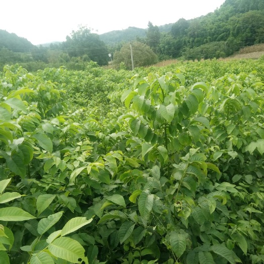 简阳市川早核桃苗