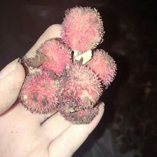 景洪市砂仁 阳春