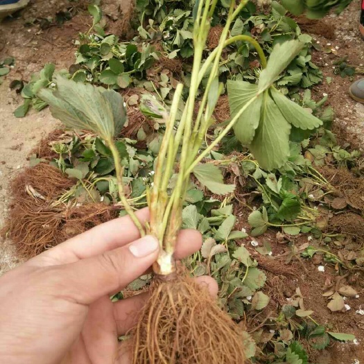 泰安美香莎草莓苗 地栽苗 10~20公分