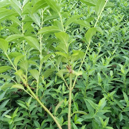 光山县金叶连翘苗  药连翘