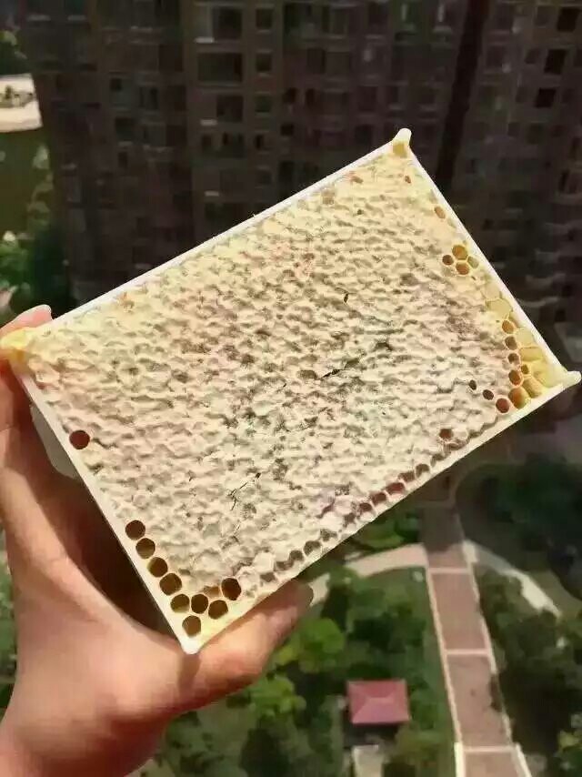 巢蜜 盒装  2年以上 蜂巢蜜