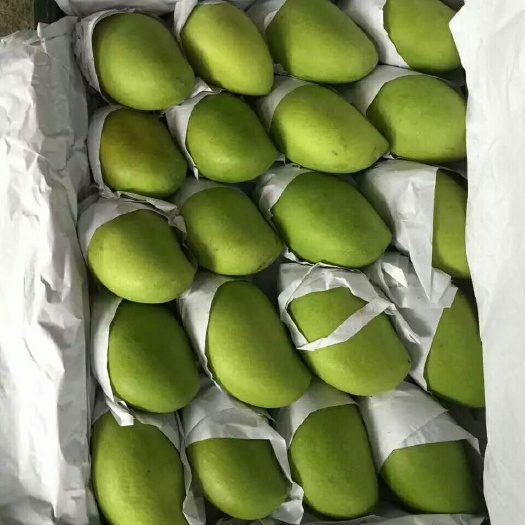 凭祥市柬埔寨玉芒香芒老果只有花麻，没有病虫烂