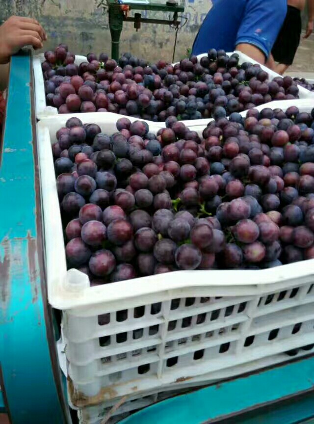 夏黑葡萄 1.5- 2斤 5%以下 1次果