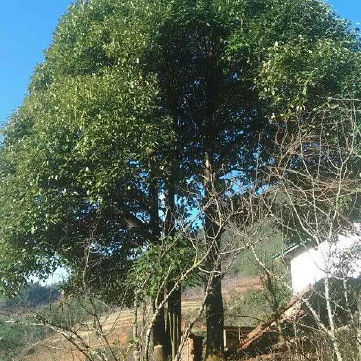 昆明大叶香樟，5年以上树苗，高1.5米，米径5公分，根径深，