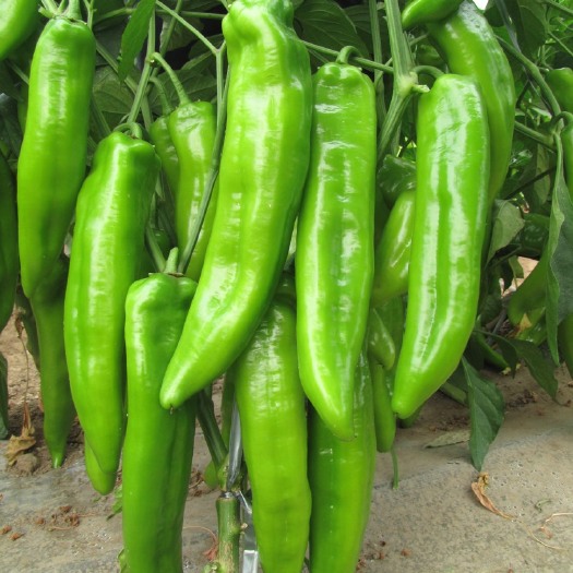 牛角椒种子 95%以上 杂交种