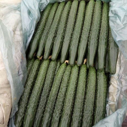 凌源市刺黄瓜 35~45cm
