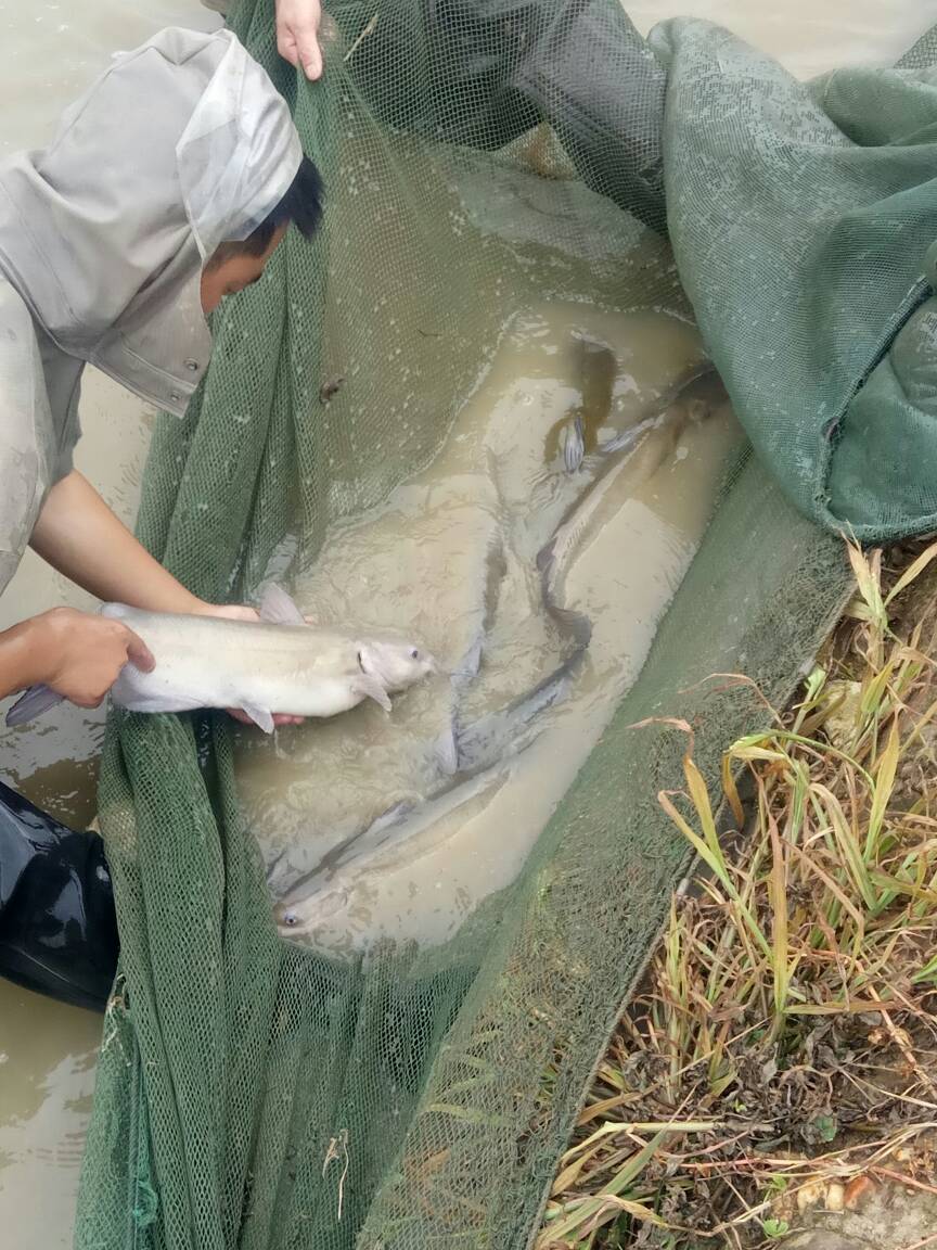 主要有雜交黃顙(黃骨)魚,江團,中華胭脂,鱸魚,花骨魚,叉尾,溝鯰,以上