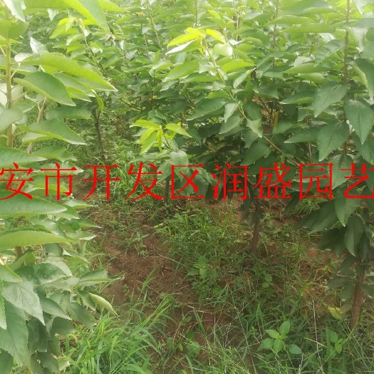 泰安脱毒矮化樱桃苗 