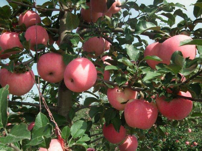 红富士苹果苗  优良品种苹果苗，