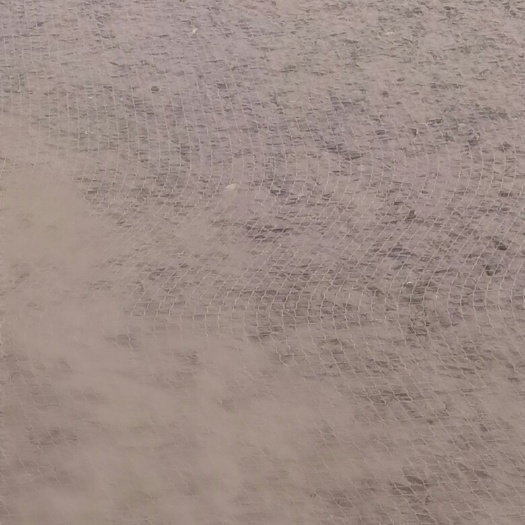 东平县草鱼苗