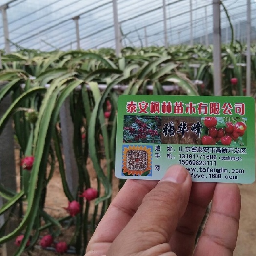 泰安红皮红肉火龙果苗
