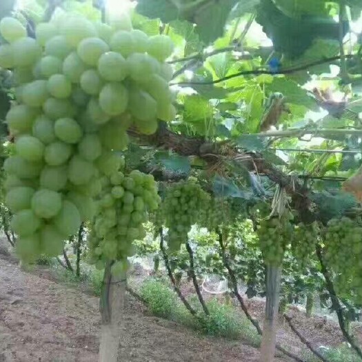 涿鹿县维多利亚葡萄 5%以下 1次果 1.5- 2斤 