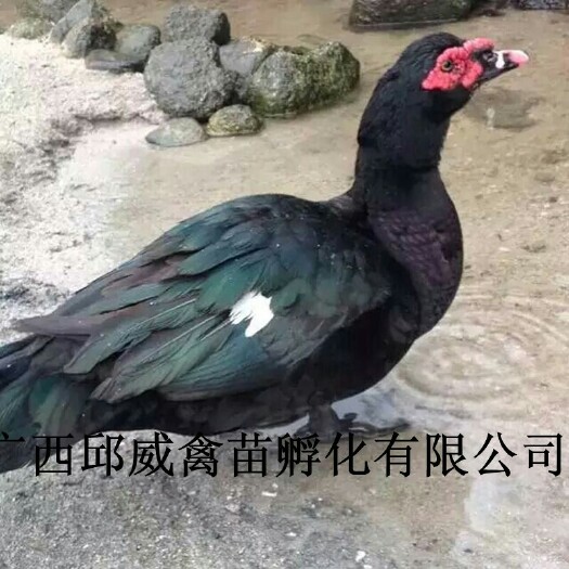 南宁番鸭苗