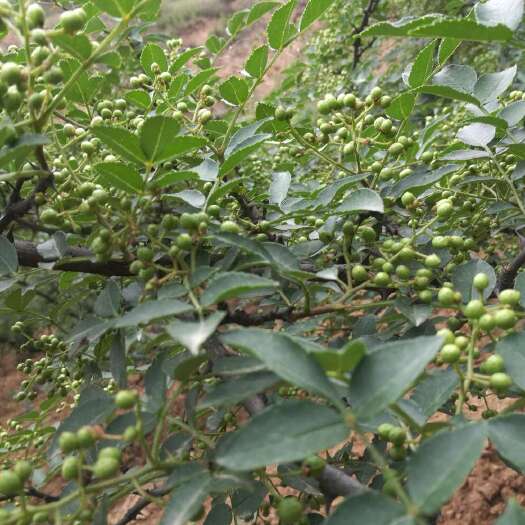 合阳县大红袍花椒 干花椒 一级 