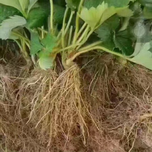 新泰市甜宝草莓苗 地栽苗 20~30公分