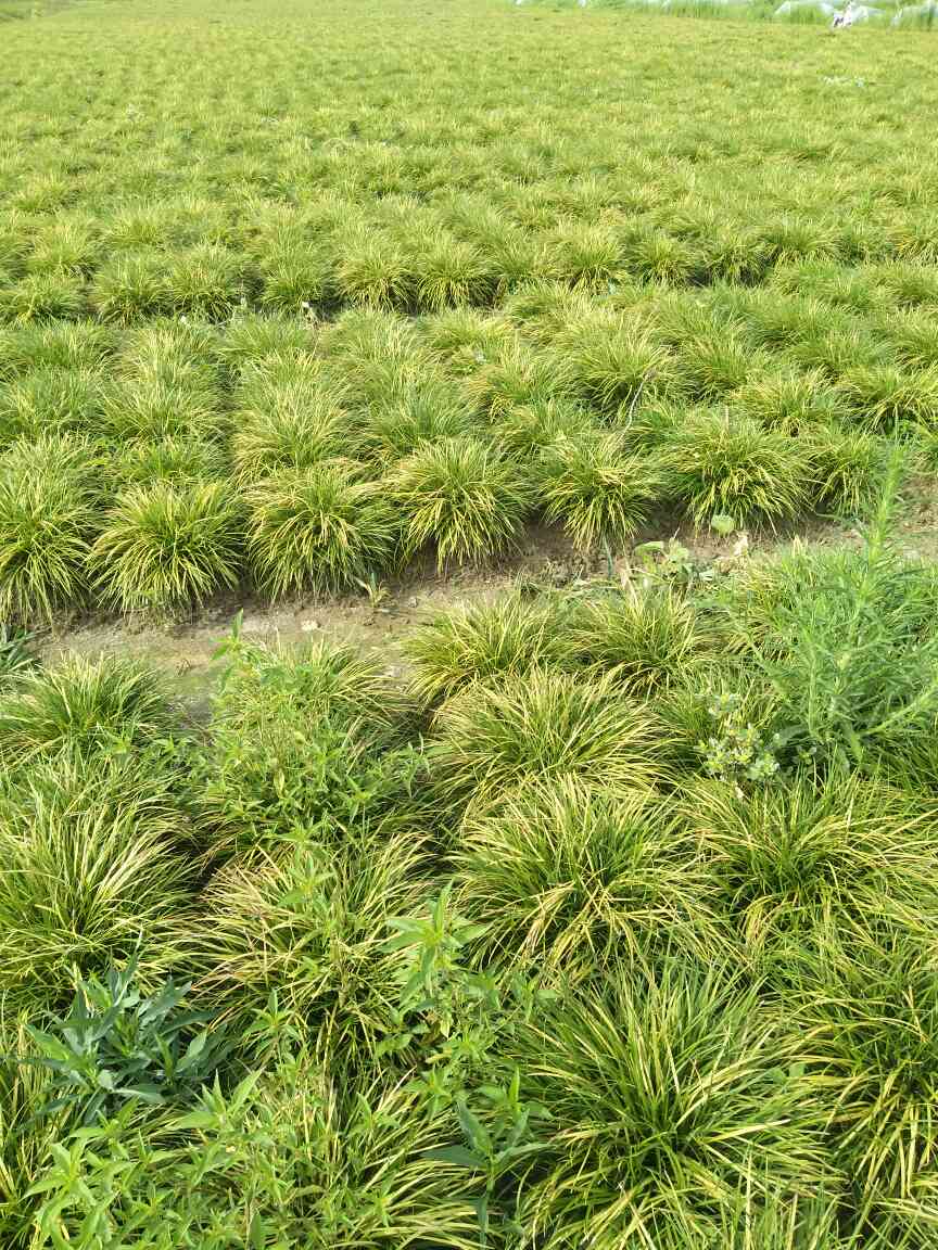 慈溪市麦冬草 