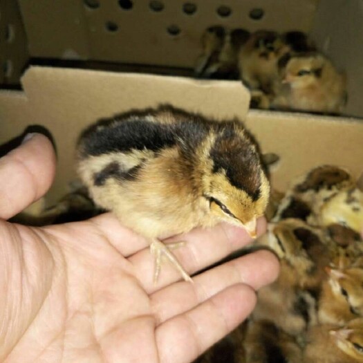 贵阳瑶鸡苗 