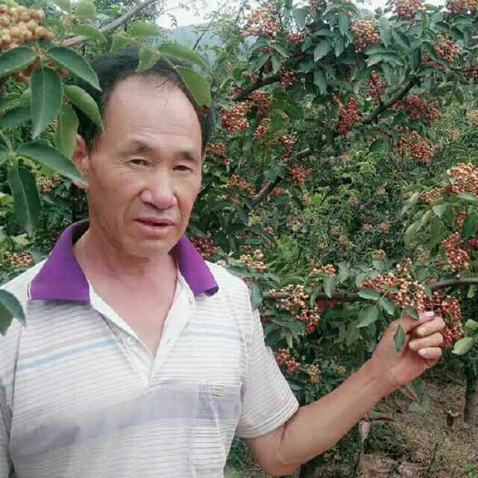 渭南无刺花椒