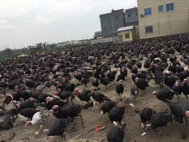 南宁火鸡苗