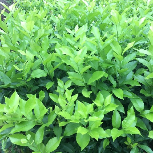 灵山县尤力克苗 