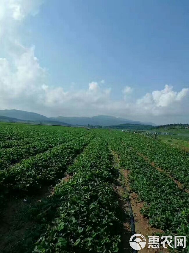 法兰地草莓苗 地栽苗 10~20公分