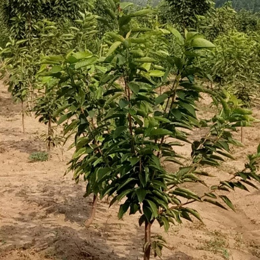 泰安大红袍板栗苗 实生苗 1~1.5米 