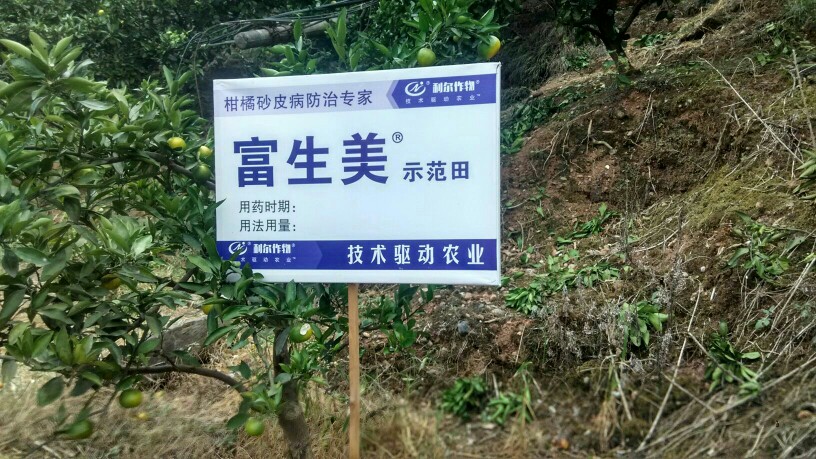 宜昌蜜桔 免费食宿，免代办费，保证涨秤