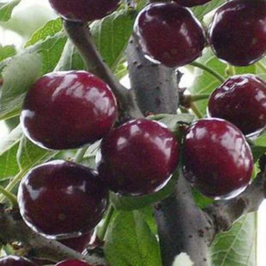 乌克兰樱桃苗，早熟品种耐运输1公分以上的统苗