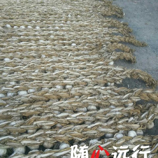 哈尔滨紫皮大蒜 4.5cm 四六瓣