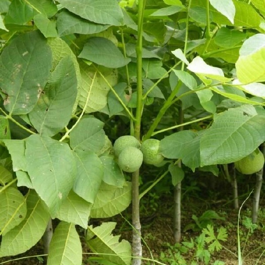 泰安香玲核桃苗 