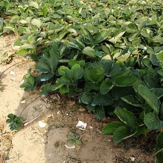 南通红颜草莓苗 地栽苗 10~20公分