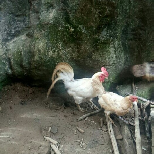 长阳县 真正的农家土鸡蛋，