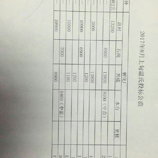 广州麻鸡苗