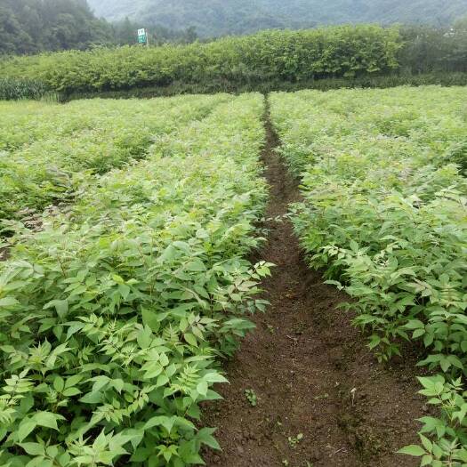 利川市黄柏树苗，川黄柏，一年生黄柏苗，药材苗，经济苗