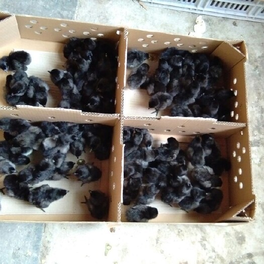 日照绿壳蛋鸡苗