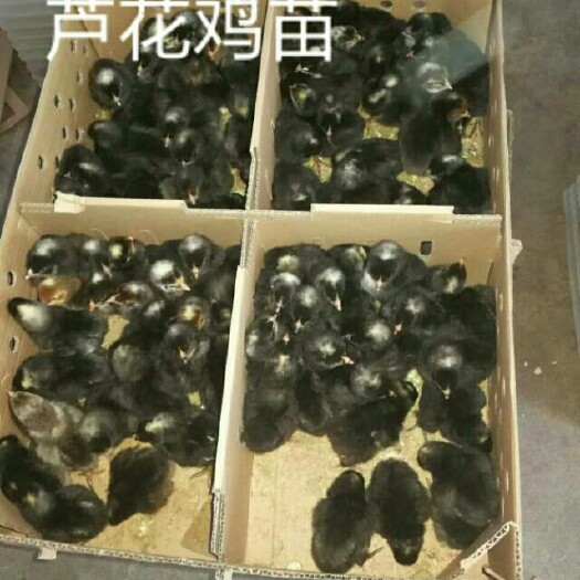 日照芦花鸡苗