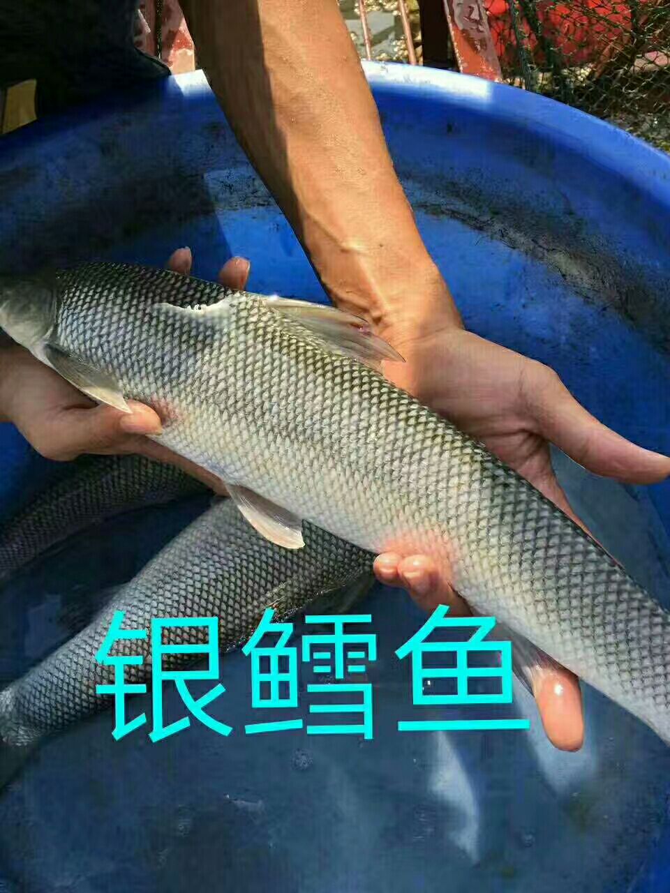 广州银鳕鱼苗 大鳞鲃各规格齐3-12cm