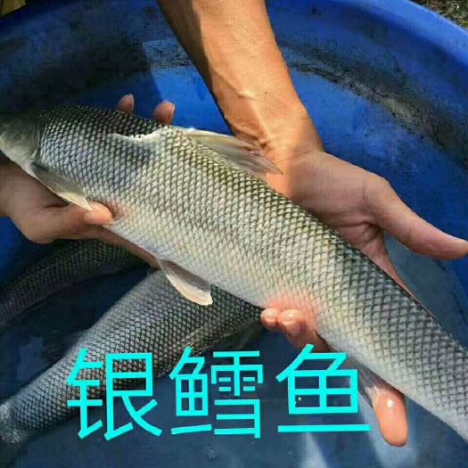 广州银鳕鱼苗 大鳞鲃各规格齐3-12cm